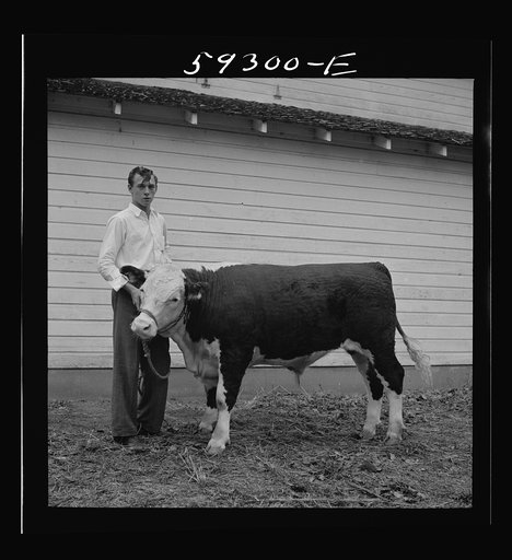 Winning Hereford steer at county fair. Mitchell, Nebraska