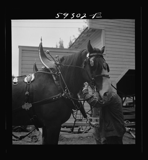 Untitled photo, possibly related to: Anheuser Busch team at county fair. Mitchell, Nebraska