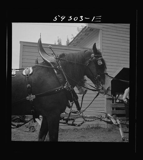Untitled photo, possibly related to: Anheuser Busch team at county fair. Mitchell, Nebraska