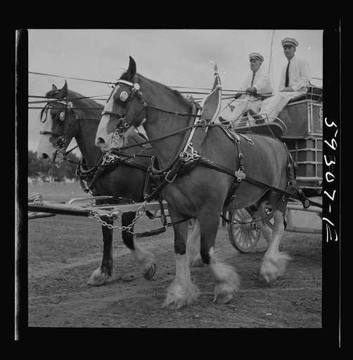 Untitled photo, possibly related to: Anheuser Busch team at county fair. Mitchell, Nebraska