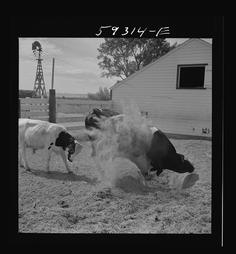 Purebred Holstein bull, belonging to Scottsbluff Farmsteads, FSA (Farm Security Administration) project. North Platte River Valley, Nebraska