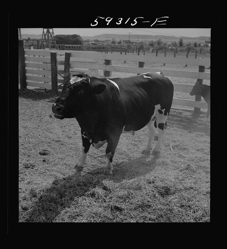 Untitled photo, possibly related to: Purebred Holstein bull, belonging to Scottsbluff Farmsteads, FSA (Farm Security Administration) project. North Platte River Valley, Nebraska