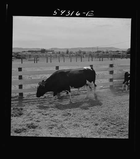 Untitled photo, possibly related to: Purebred Holstein bull, belonging to Scottsbluff Farmsteads, FSA (Farm Security Administration) project. North Platte River Valley, Nebraska