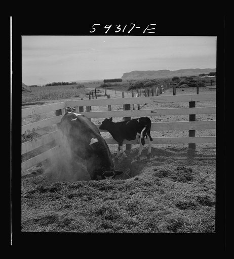 Untitled photo, possibly related to: Purebred Holstein bull, belonging to Scottsbluff Farmsteads, FSA (Farm Security Administration) project. North Platte River Valley, Nebraska