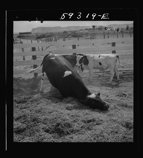 Untitled photo, possibly related to: Purebred Holstein bull, belonging to Scottsbluff Farmsteads, FSA (Farm Security Administration) project. North Platte River Valley, Nebraska