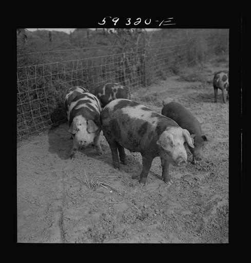 Untitled photo, possibly related to: Pigs on Scottsbluff Farmsteads, FSA (Farm Security Administration) project. North Platte River Valley, Nebraska