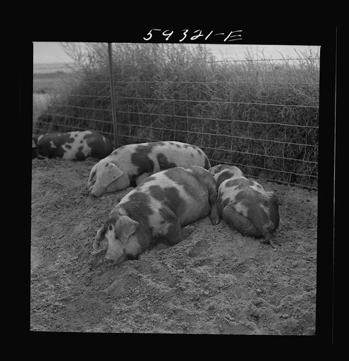 Pigs on Scottsbluff Farmsteads, FSA (Farm Security Administration) project. North Platte River Valley, Nebraska