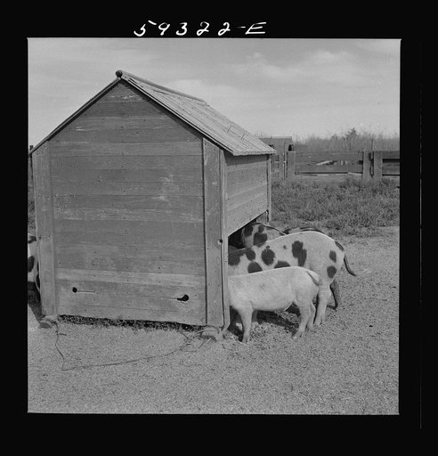 Untitled photo, possibly related to: Pigs feeding on Scottsbluff Farmsteads, FSA (Farm Security Administration) project. North Platte River Valley, Nebraska