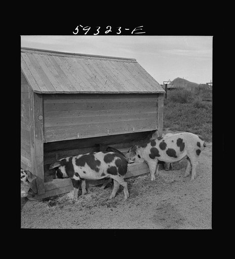 Untitled photo, possibly related to: Pigs feeding on Scottsbluff Farmsteads, FSA (Farm Security Administration) project. North Platte River Valley, Nebraska