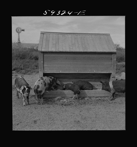Untitled photo, possibly related to: Pigs feeding on Scottsbluff Farmsteads, FSA (Farm Security Administration) project. North Platte River Valley, Nebraska