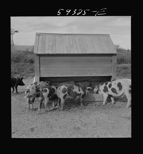 Pigs feeding on Scottsbluff Farmsteads, FSA (Farm Security Administration) project. North Platte River Valley, Nebraska