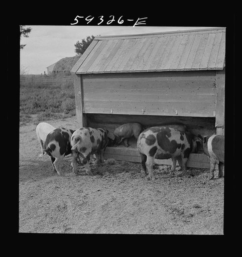 Untitled photo, possibly related to: Pigs feeding on Scottsbluff Farmsteads, FSA (Farm Security Administration) project. North Platte River Valley, Nebraska