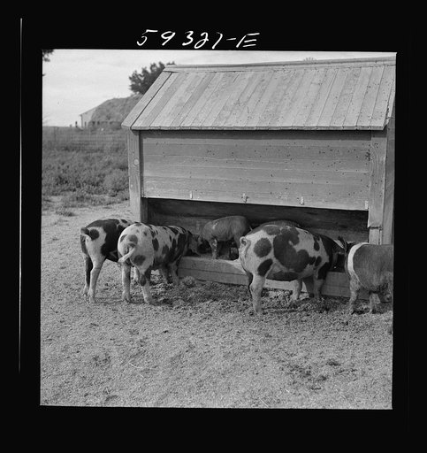 Untitled photo, possibly related to: Pigs feeding on Scottsbluff Farmsteads, FSA (Farm Security Administration) project. North Platte River Valley, Nebraska