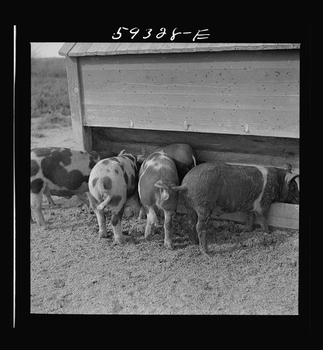 Pigs feeding on Scottsbluff Farmsteads, FSA (Farm Security Administration) project. North Platte River Valley, Nebraska