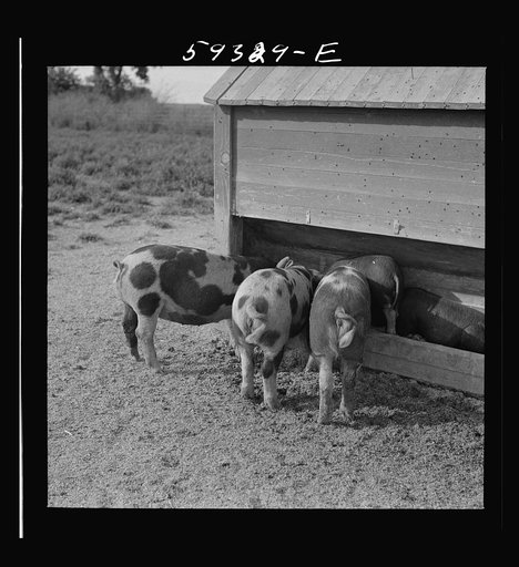 Untitled photo, possibly related to: Pigs feeding on Scottsbluff Farmsteads, FSA (Farm Security Administration) project. North Platte River Valley, Nebraska
