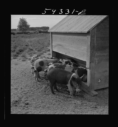 Untitled photo, possibly related to: Pigs feeding on Scottsbluff Farmsteads, FSA (Farm Security Administration) project. North Platte River Valley, Nebraska