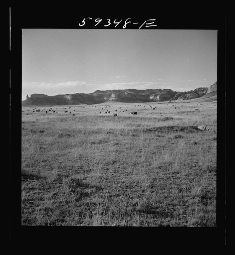 Untitled photo, possibly related to: Hereford range cattle on grazing land. Near Scottsbluff Nebraska