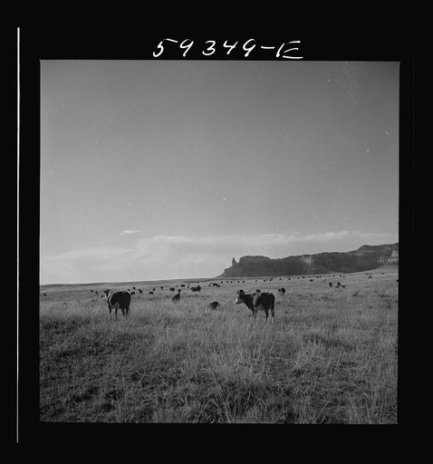 Untitled photo, possibly related to: Hereford range cattle on grazing land. Near Scottsbluff Nebraska
