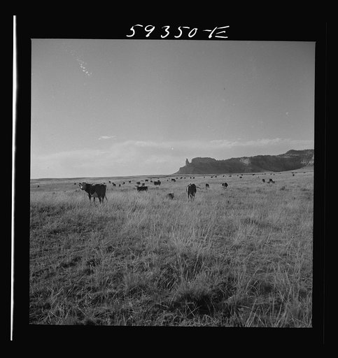 Hereford range cattle on grazing land. Near Scottsbluff Nebraska