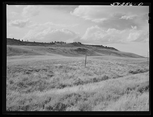 Grazing land and grass on King ranch. Laramie, Wyoming