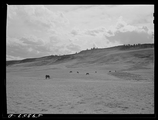 Grazing land and grass on King ranch. Laramie, Wyoming