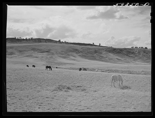 Grazing land and grass on King ranch. Laramie, Wyoming