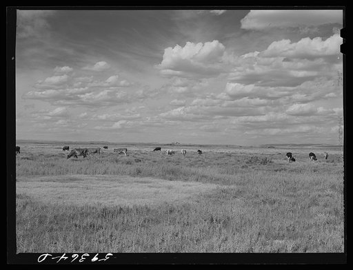 Dairy cows grazing. Laramie, Wyoming