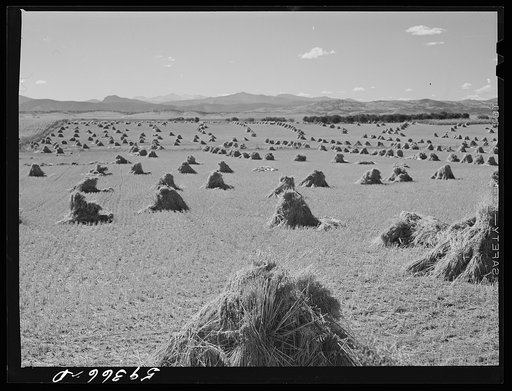 Stacks of wheat in field near Fort Collins, Colorado