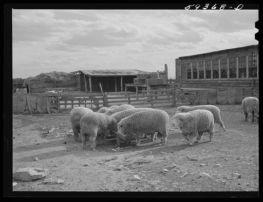 Untitled photo, possibly related to: Prize-winning thoroughbred rams feeding on King ranch. Laramie, Wyoming
