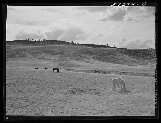 Untitled photo, possibly related to: Grazing land and grass on King ranch. Laramie, Wyoming