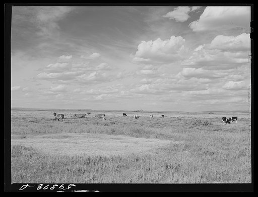 Untitled photo, possibly related to: Dairy cows grazing. Laramie, Wyoming