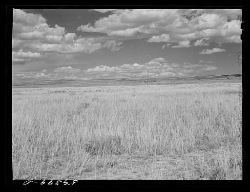Grass, grazing land near Laramie, Wyoming