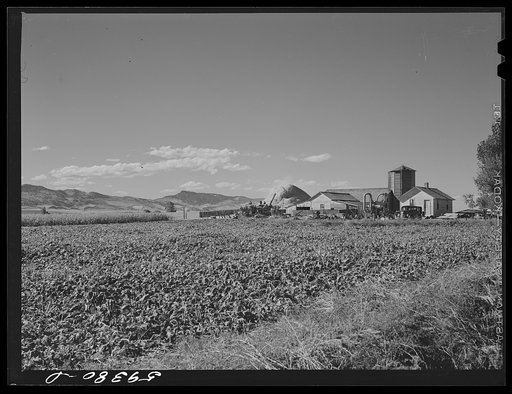 Sugar beets and ranch buildings near Fort Collins, Colorado