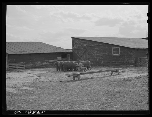 Untitled photo, possibly related to: Prize-winning thoroughbred rams feeding on King ranch. Laramie, Wyoming