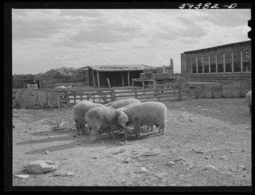 Prize-winning thoroughbred rams feeding on King ranch. Laramie, Wyoming