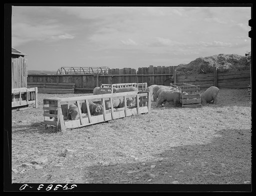 Prize-winning thoroughbred rams feeding on King ranch. Laramie, Wyoming