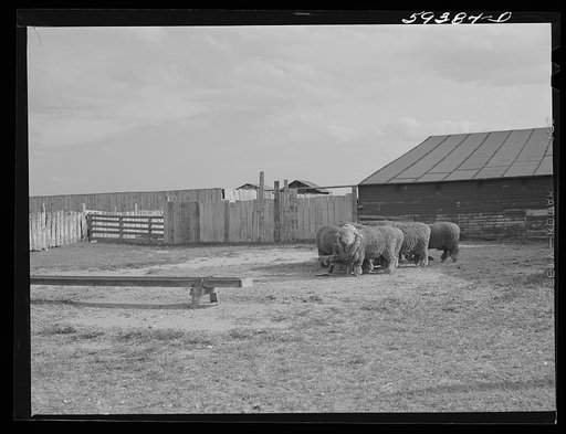 Prize-winning thoroughbred rams feeding on King ranch. Laramie, Wyoming