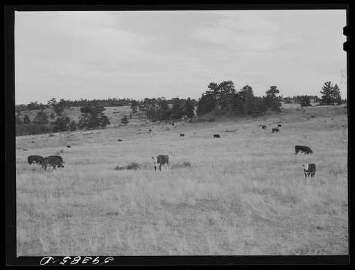 Untitled photo, possibly related to: Hereford cattle grazing on ranch near Buford, Wyoming