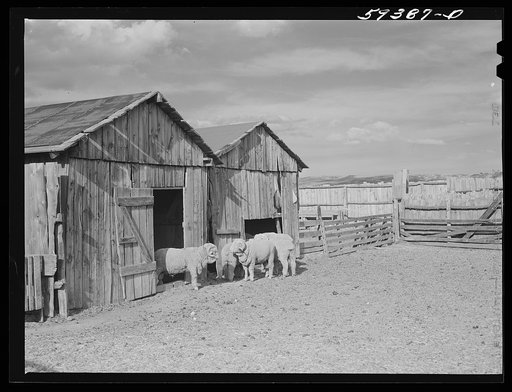 Prize-winning thoroughbred rams in pen. King ranch, Laramie, Wyoming