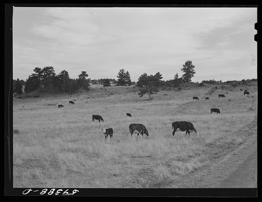 Hereford cattle grazing on ranch near Buford, Wyoming