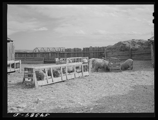 Untitled photo, possibly related to: Prize-winning thoroughbred rams feeding on King ranch. Laramie, Wyoming