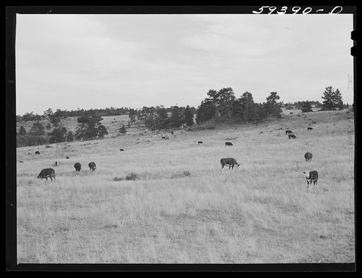 Untitled photo, possibly related to: Prize-winning thoroughbred rams feeding on King ranch. Laramie, Wyoming