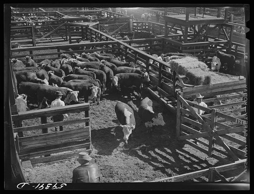 Cattle, mostly Herefords, for sale in Denver stockyards. Denver, Colorado