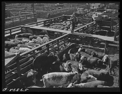 Cattle, mostly Herefords, for sale in Denver stockyards. Denver, Colorado