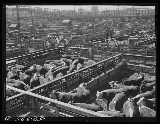 Cattle, mostly Herefords, for sale in Denver stockyards. Denver, Colorado