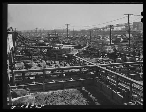 Untitled photo, possibly related to: Cattle, mostly Herefords, for sale in Denver stockyards. Denver, Colorado