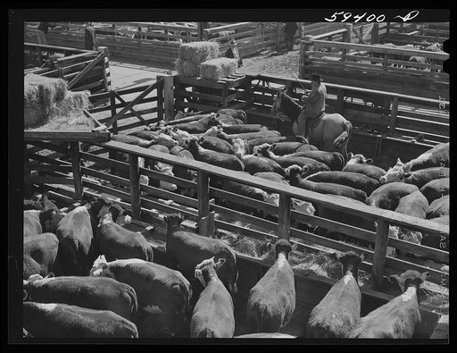 Untitled photo, possibly related to: Cattle, mostly Herefords, for sale in Denver stockyards. Denver, Colorado