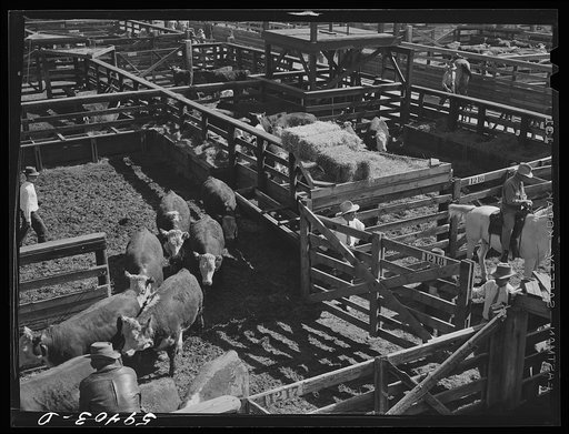 Untitled photo, possibly related to: Buyers discussing cattle for sale in Denver stockyards. Denver, Colorado