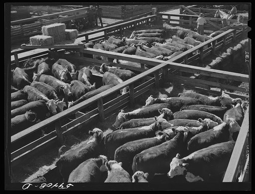 Cattle, mostly Herefords, for sale in Denver stockyards. Denver, Colorado