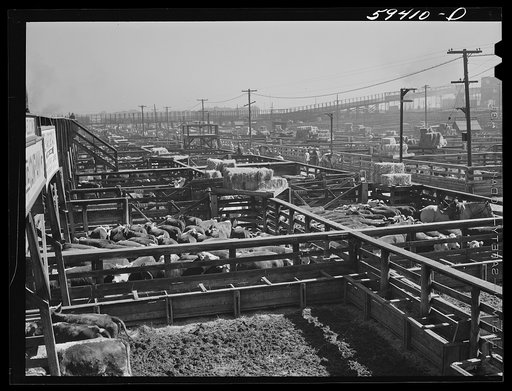Untitled photo, possibly related to: Cattle, mostly Herefords, for sale in Denver stockyards. Denver, Colorado